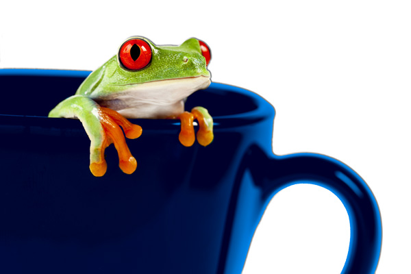 frosch tasse